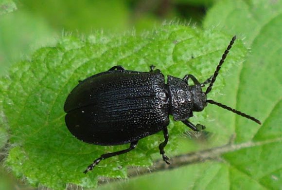 Böcek İlaçlama Böcek İlaçlama