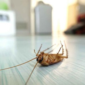 10 Adımda Böcek ve Haşerelerden Kurtulun